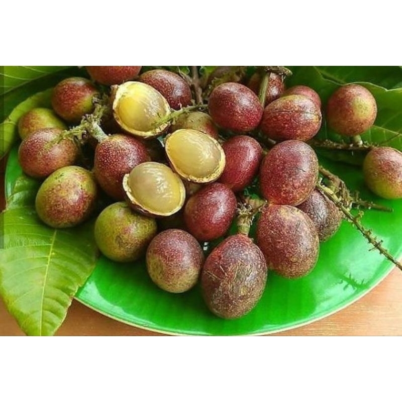 

buah Matoa hutannn