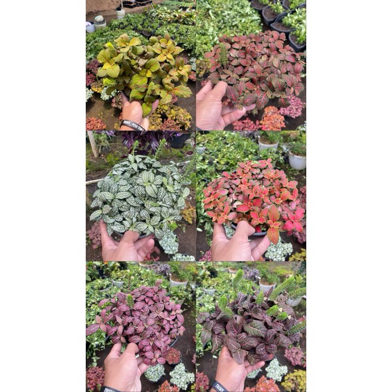 Tanaman hias fitonia import rimbun include pot