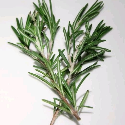 

Rosemary Organik| Tanya stok dulu | greengarden | Hammysnotes