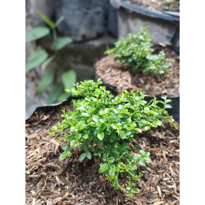 BAHAN BONSAI KEMUNING SUPER MIKRO ORIGINAL