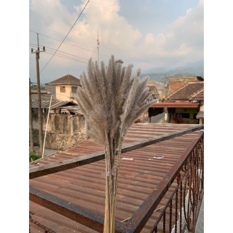 pampas bulu natural 10 tangkai /bunga ilalang woolll/bunga ekor tupai flowers