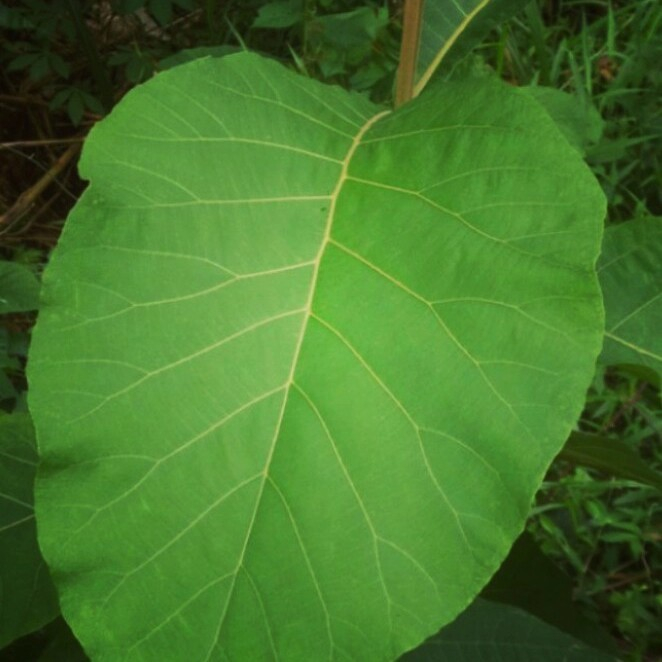 

Daun jati segar 1/2kg