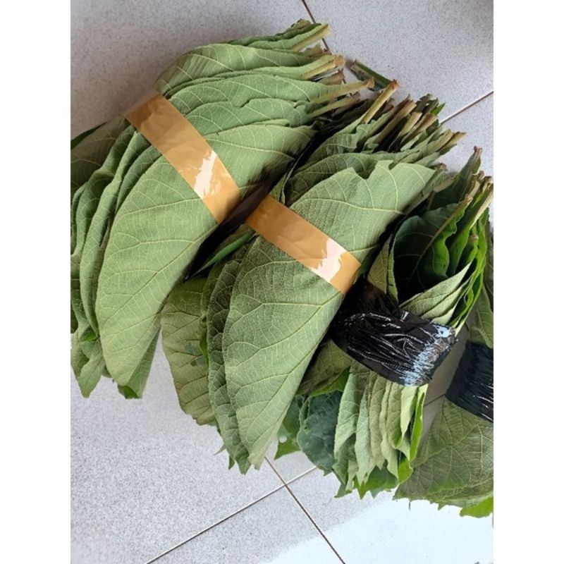 

1KG DAUN JATI SEGAR