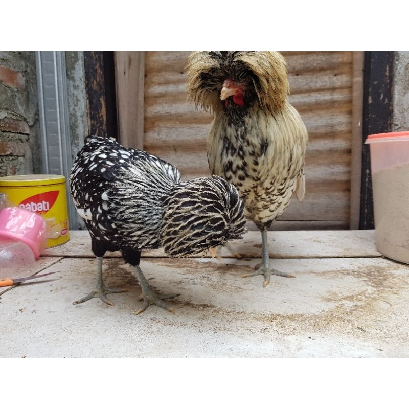 Ayam Poland Batik Sepasang