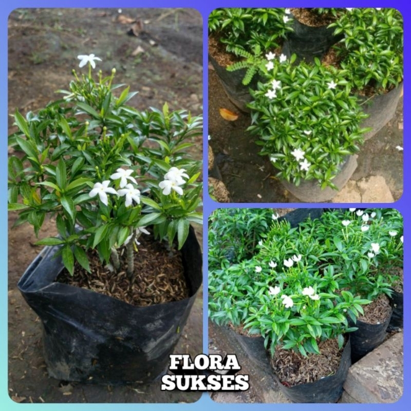 Tanaman Hias Sabrina / Bunga Sabrina