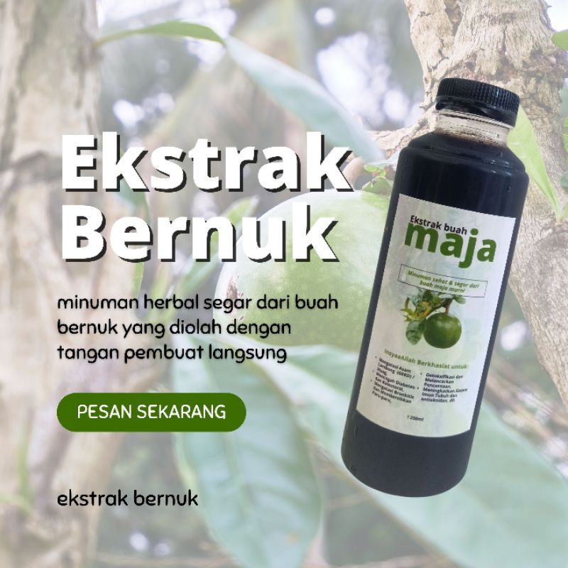 

Ekstrak buah berenuk bernung maja minuman legenda yang menyehatkan