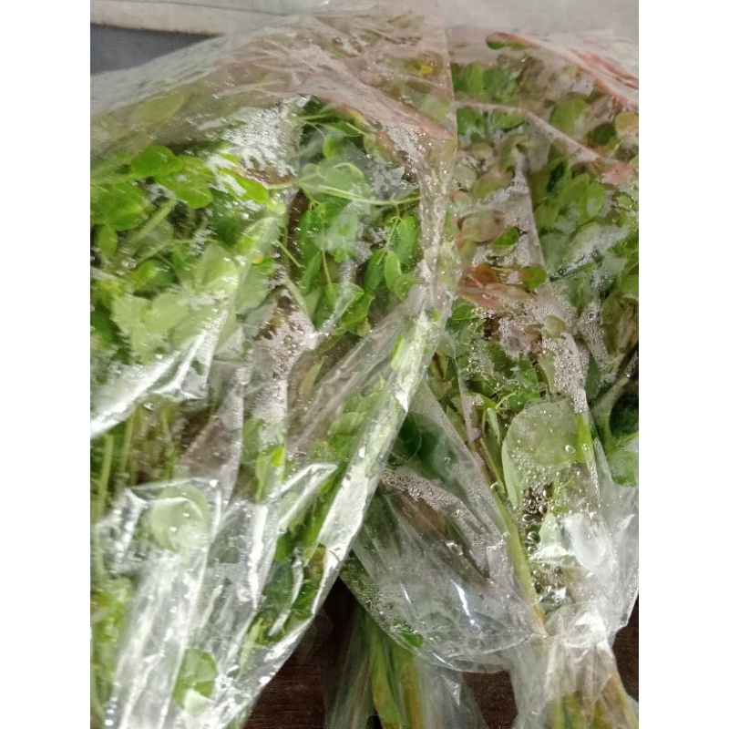 

Daun kelor 100gr