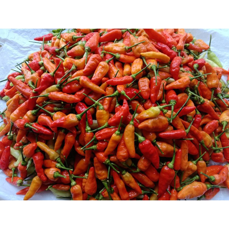 

Cabe rawit Murah cabe rawit merah 1 kg