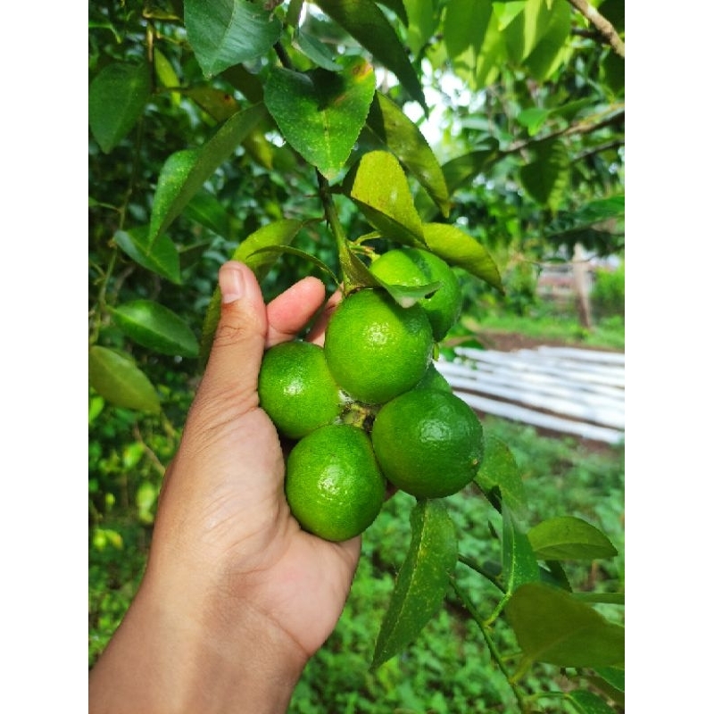 

Jeruk Nipis segar langsung dari pohonnya