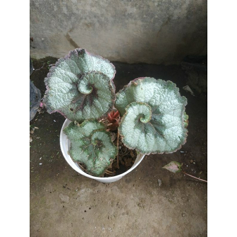 begonia keong hijau/escargot
