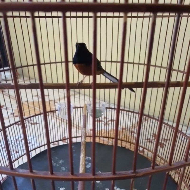 MURAI BATU PASTOL SUMATRA