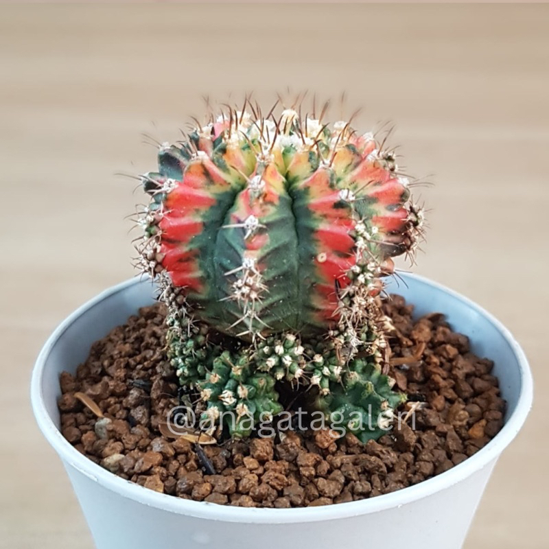 Gymnocalycium Multicolor C | Kaktus Gymno Euphorbiai