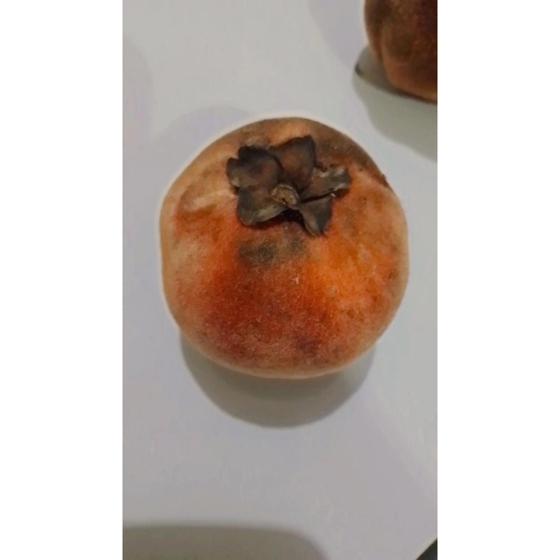 

Buah BISBUL/SAMOLO /MENTEGA Langsung dari pohon 1 KG 75RB 1/2 KG 40R