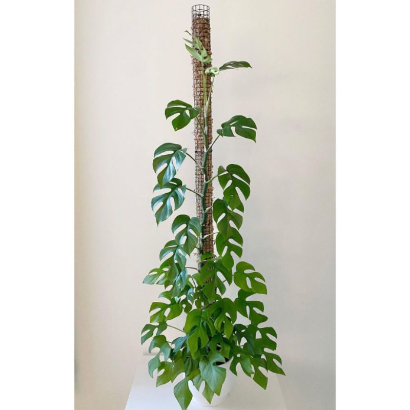 TANAMAN HIAS MONSTERA MINI / TANAMAN HIAS MONSTERA / MONSTERA / TANAMAN HIAS MURAH / TANAMAN INDOOR 