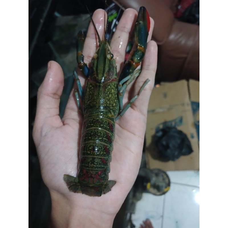 LOBSTER AIR TAWAR RED CLAW INDUKAN