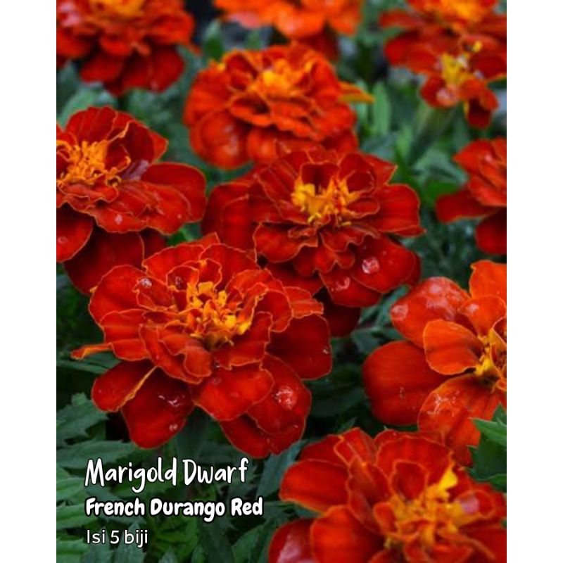 Marigold dwarf french durango red benih