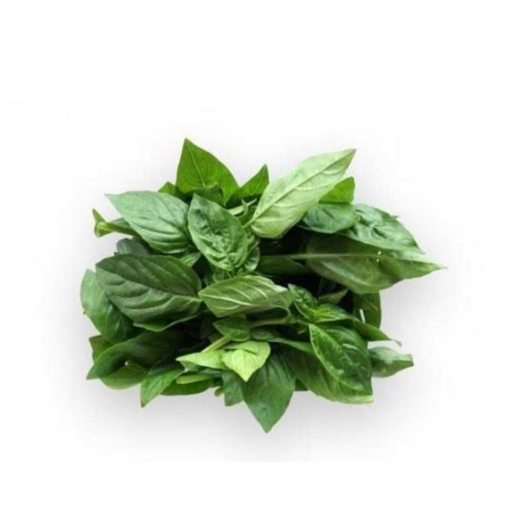 

Daun basil fresh, daun basil, daun basil segar