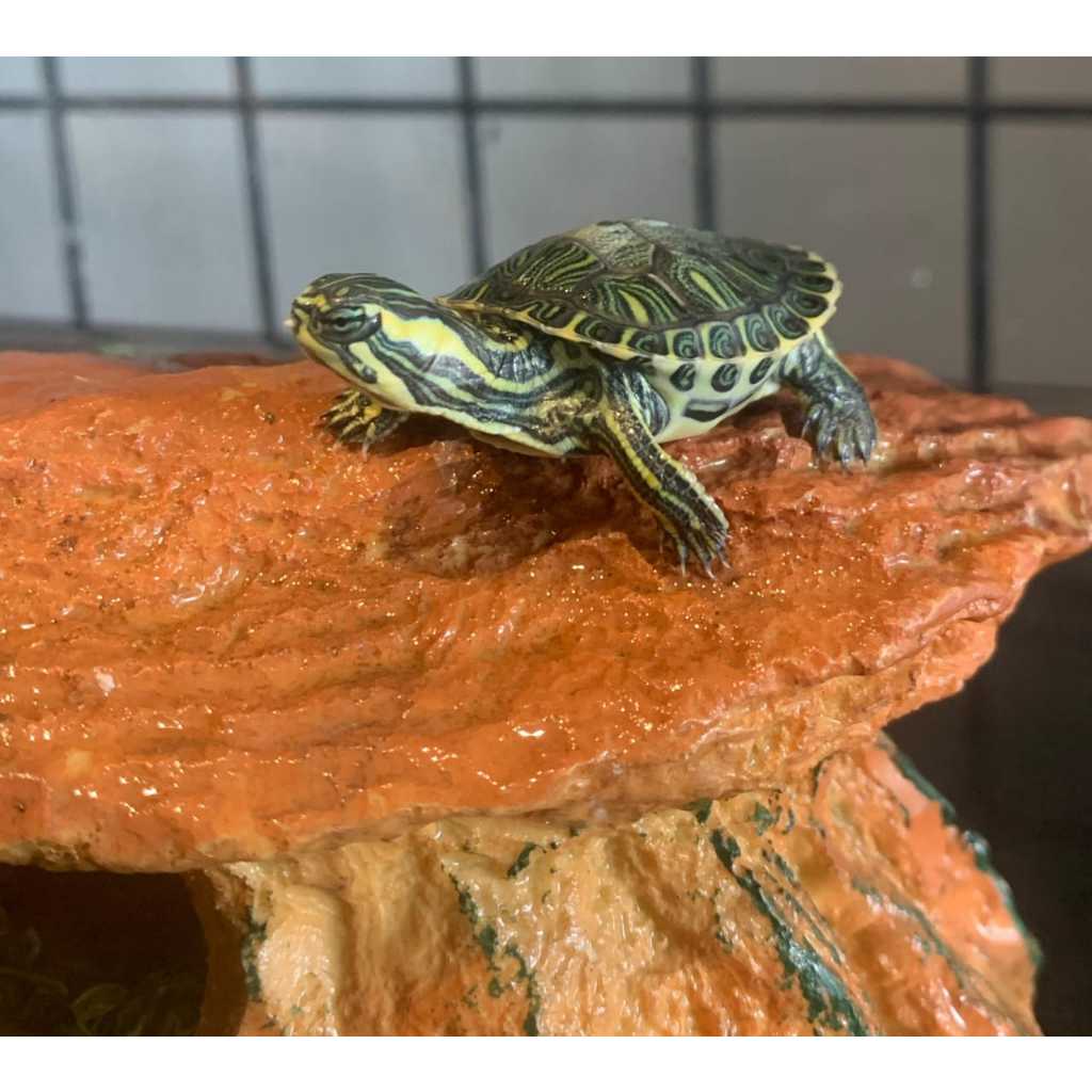 Kura kura Air Yellow Belly super lucu sehat jinak