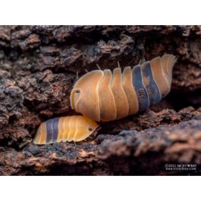 ISOPOD/ISOPODA CUBARIS SP AMBER DUCKY