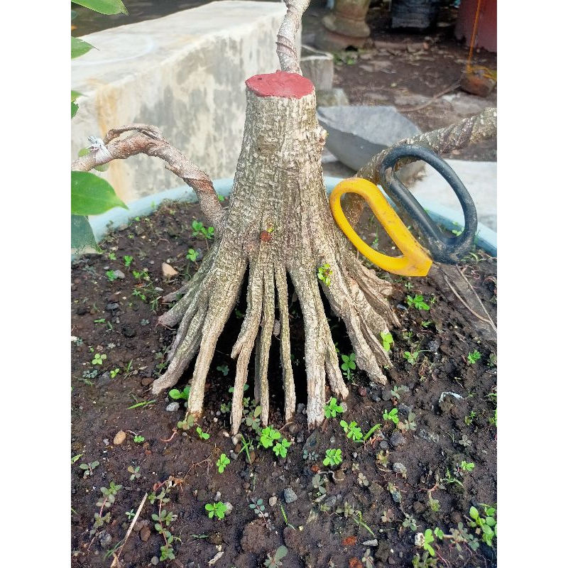 Pecah Batang Kimeng Program Akar Kimeng