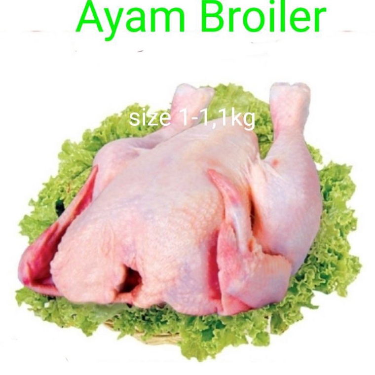 

RVR332 HOT Ayam broiler 5gr13gr