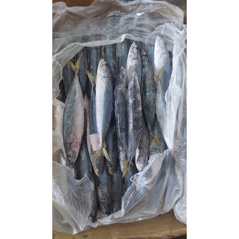

baby tuna/layang biru/kembung banjar