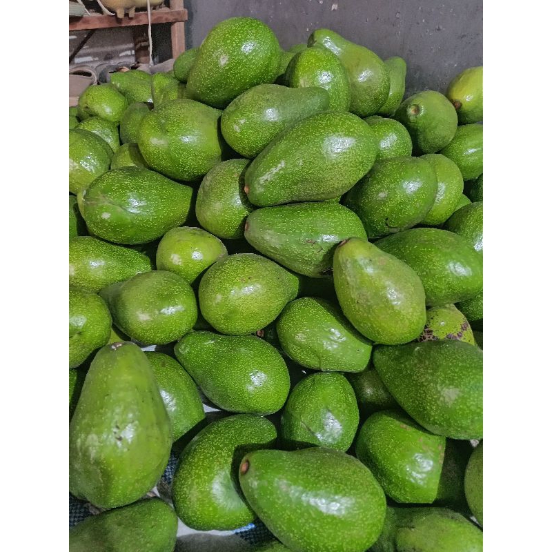

alpukat lokal fresh