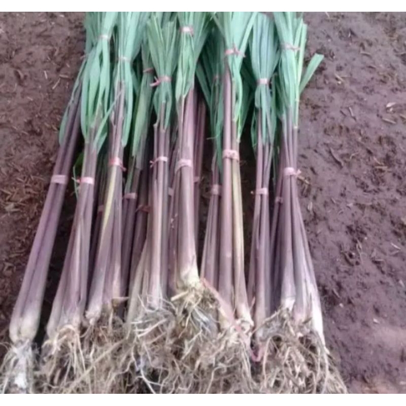 

JUAL SEREH WANGI SEREH MERAH