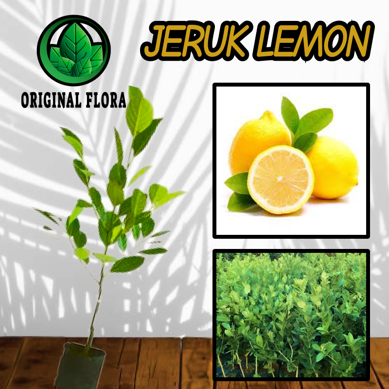 Bibit Tanaman Jeruk Lemon Pohon Jeruk Lemon Tea Bibit Jeruk Lemon Tea