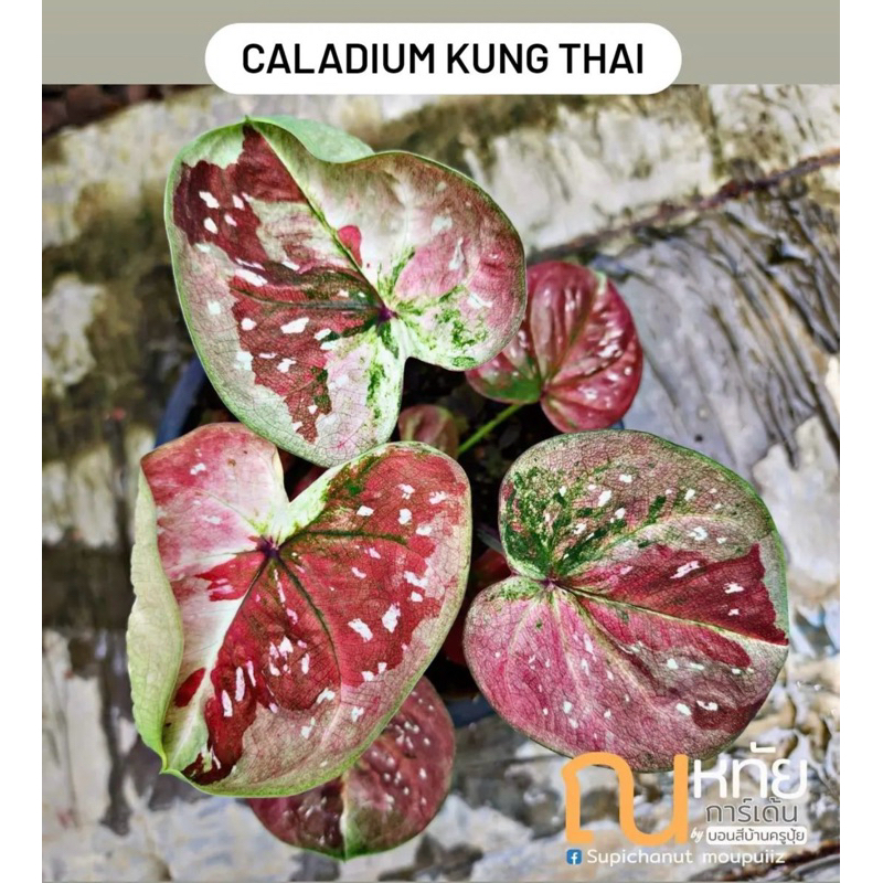 Caladium Thai Series Khung Thai