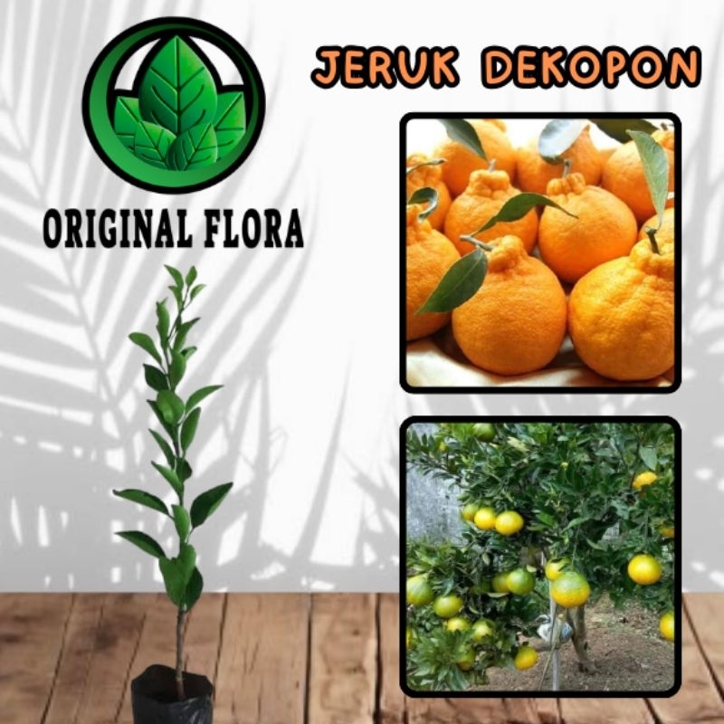 Bibit Jeruk Dekopon Okulasi Poho Jeruk Buah Jeruk Dekopon
