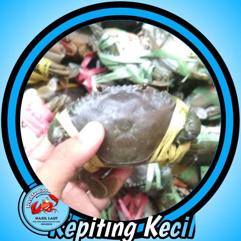 

KEPITING KECIL SEGAR 1kg