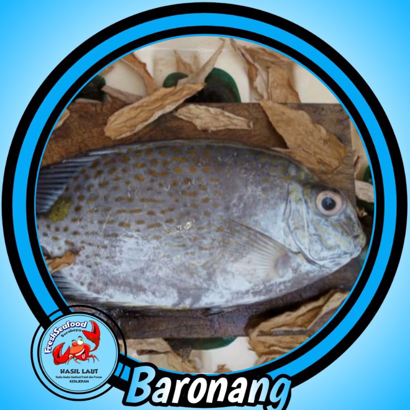 

IKAN BARONANG BESAR 1KG