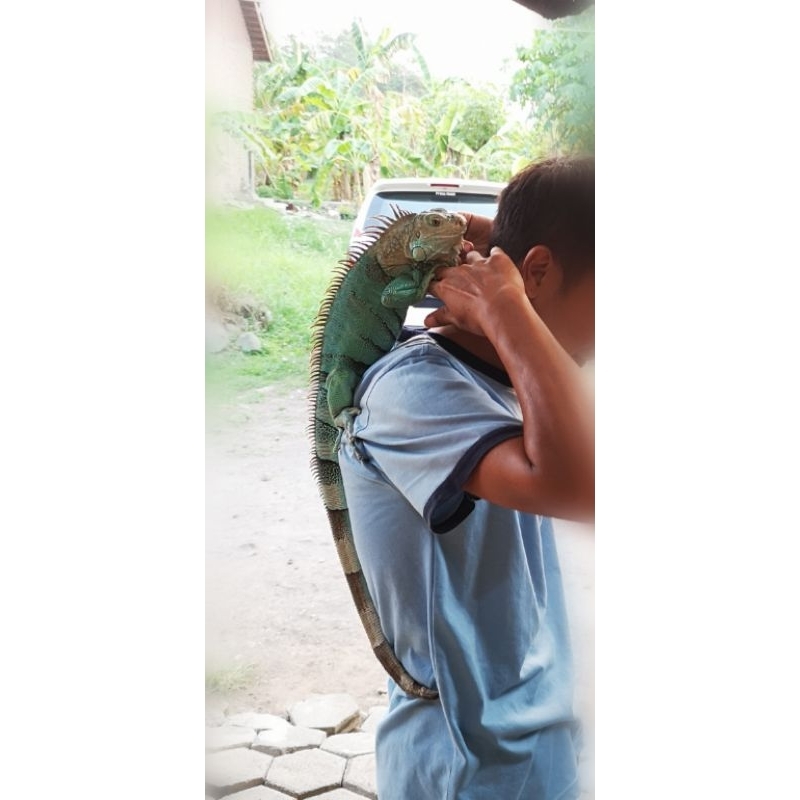 blue iguana biru bukan green red albino hypo