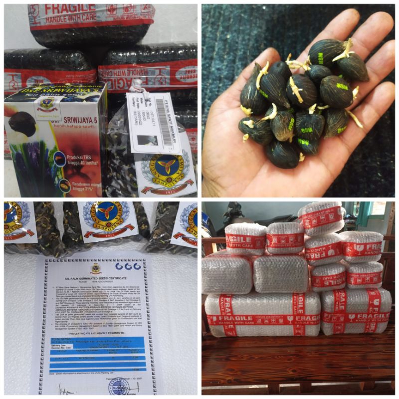 bibit kecambah kelapa sawit sriwijaya 5