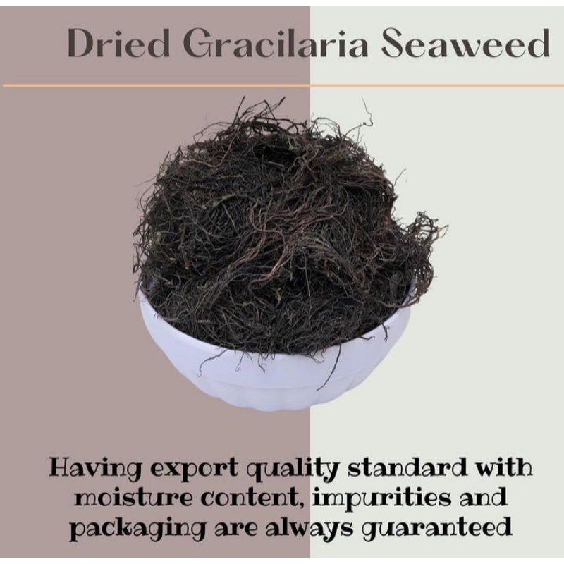 

Gracilaria Rumput Laut Kering Kemasan 1 kg