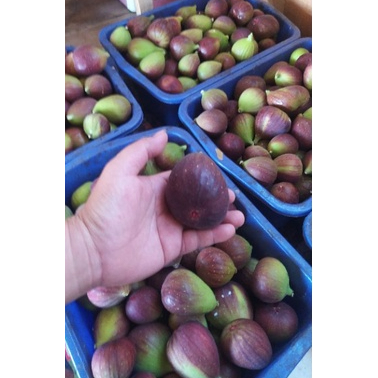 

Terlaris Buah tin Ara yordania fresh Organik/ Buah tin fresh BT8