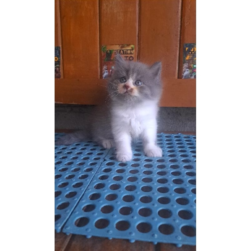 Kitten Persia Medium Abu Putih Longhair