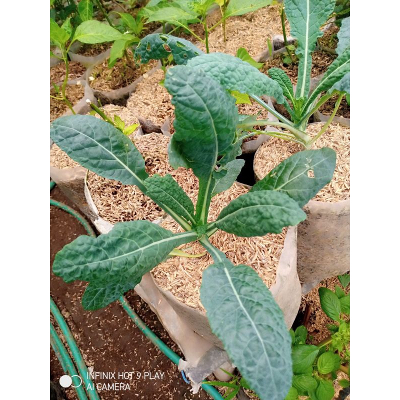

kale curly dan kale nero