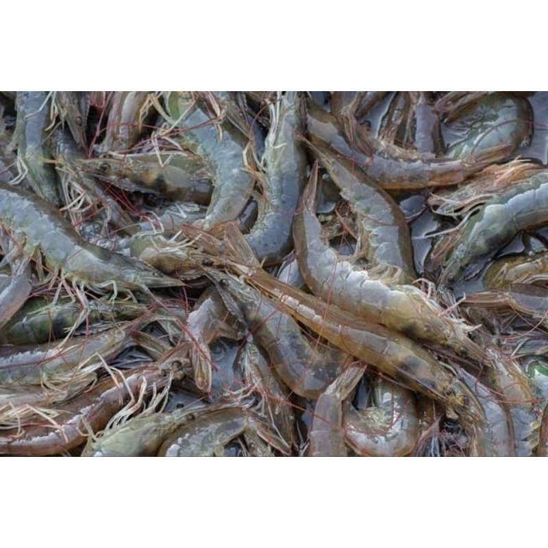 

Udang Vanami Tanggung 1kg (isi 80-100)
