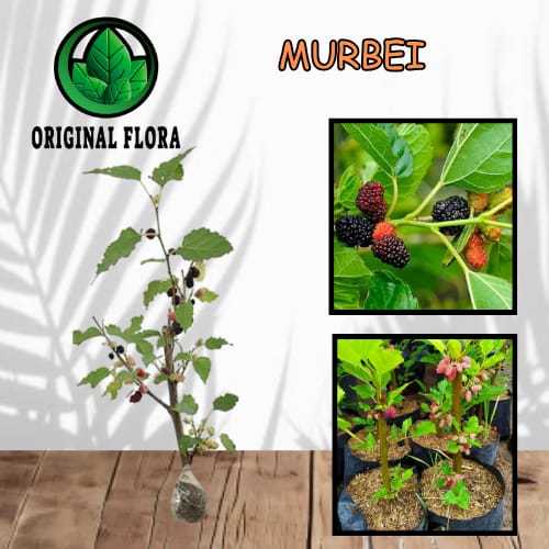 Bibit Tanaman Murbei Pohon Murbei Bibit Arbei Bibit Murbei Tinggi