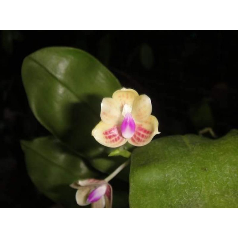 Phalaenopsis Javanica (berbunga)