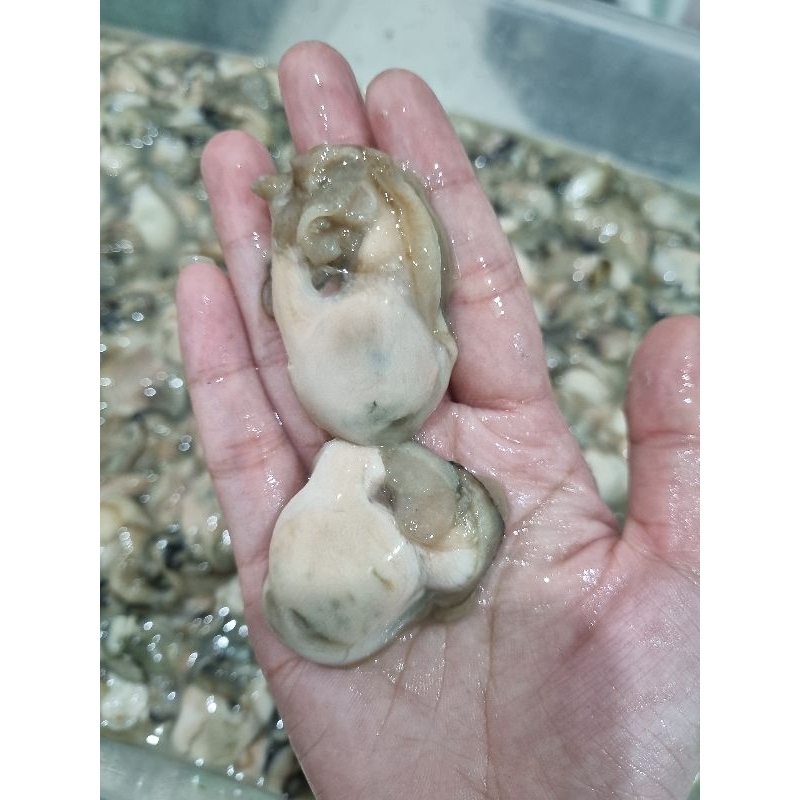 

Daging Oyster / Tiram