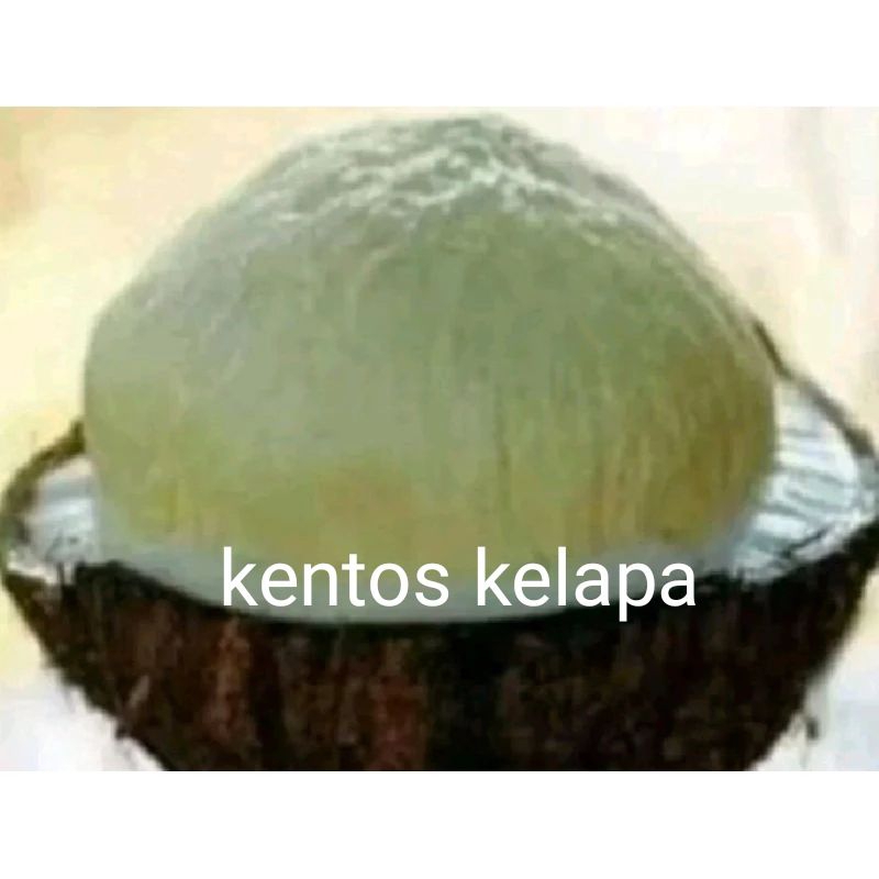 

kentos kelapa / kelapa kentos