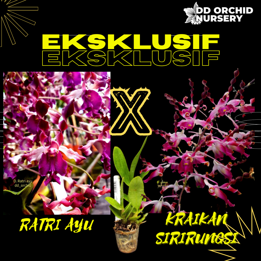 DD Orchid Seedling Dendrobium Ratri Ayu X Den. Kraikan Sirirungsi