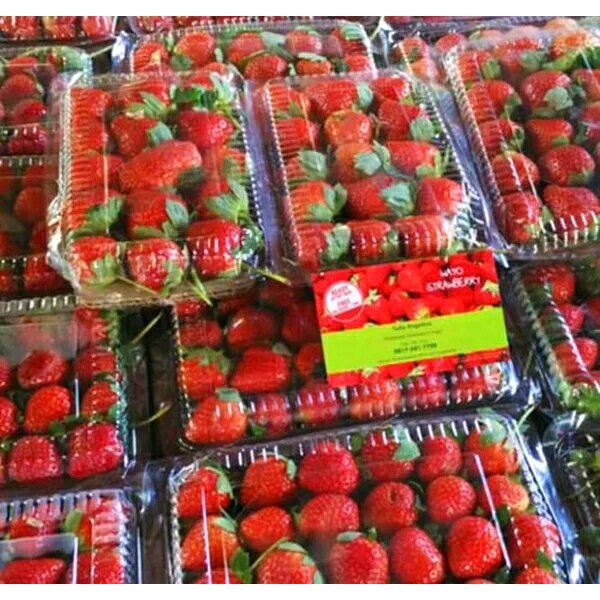 

Buah Strawberry Lokal Per Pack, Buah Fresh Same Day Delivery Jogja