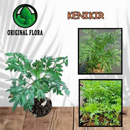 Bibit tanaman kenikir bibit kenikir lalapan