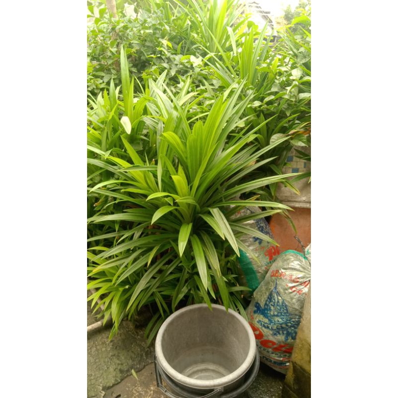 

daun pandan per 250gr