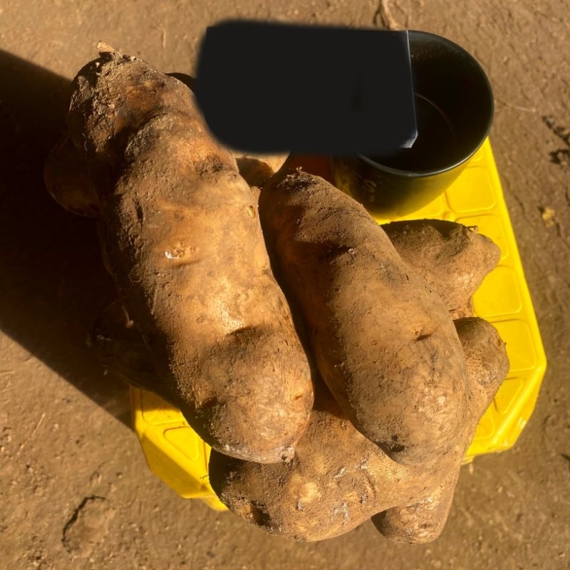 

KENTANG DIENG 1Kg PANJANG