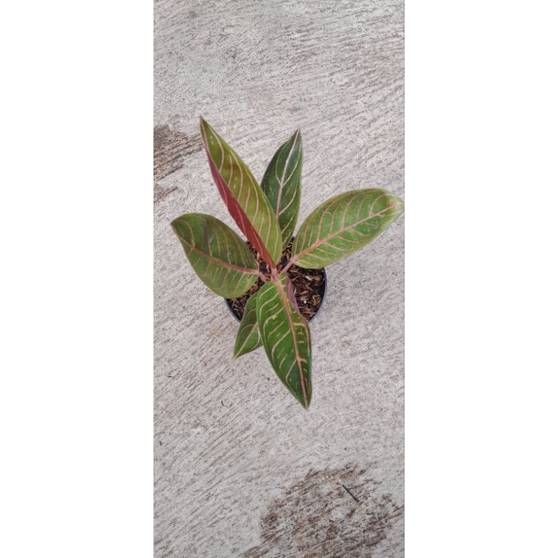 Aglonema Red Sumatra/Redsum/POS (Size Remaja Daun 6+) (1)